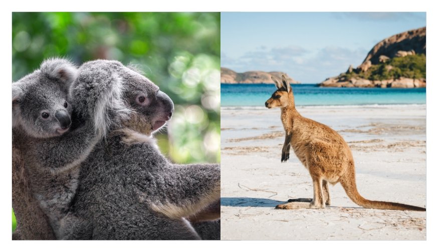 Australia Needs Us - Koala Clip
